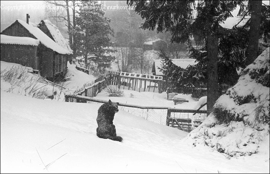 People, Person, Human, Ice, Outdoors, Snow, Blizzard