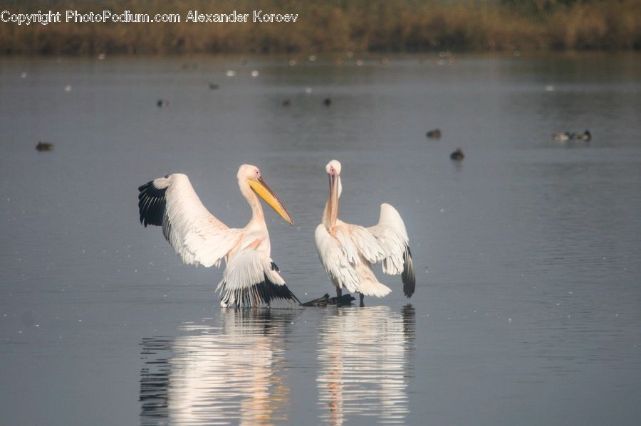 Bird, Crane Bird, Heron, Pelican, Stork, Swan, Waterfowl