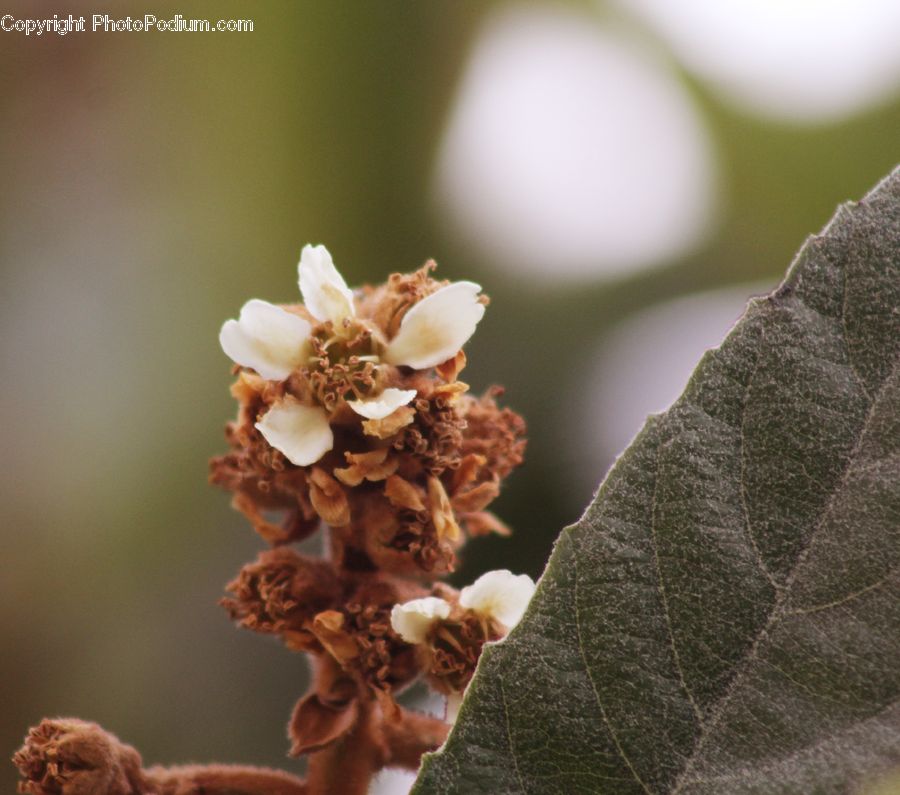 Blossom, Flora, Flower, Plant, Bee, Insect, Invertebrate