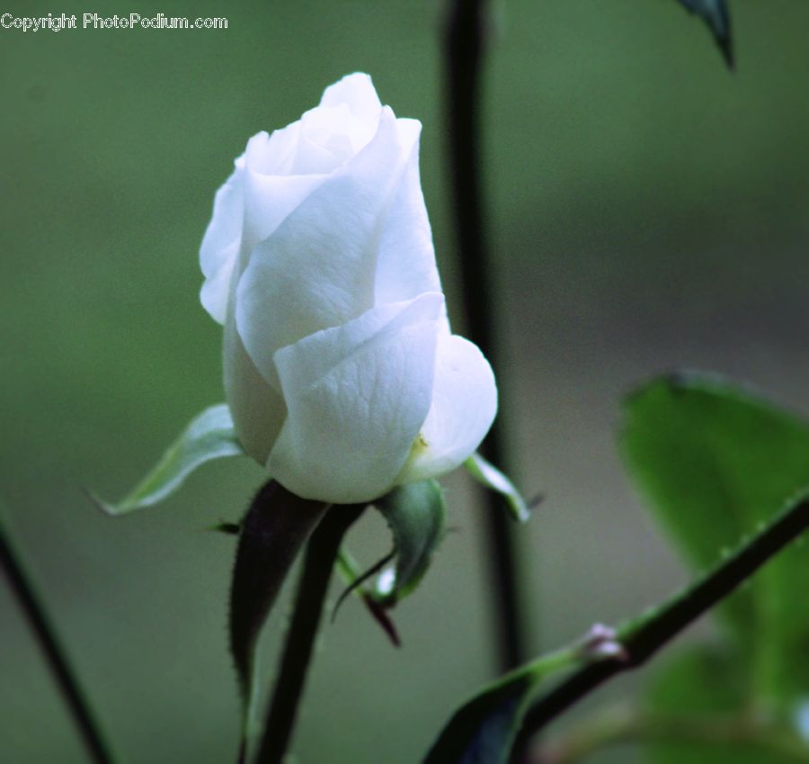 Bud, Plant, Blossom, Flower, Rose, Flora, Peony