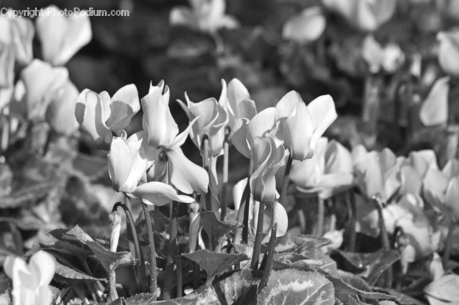 Blossom, Flora, Flower, Plant, Tulip, Daffodil, Petal