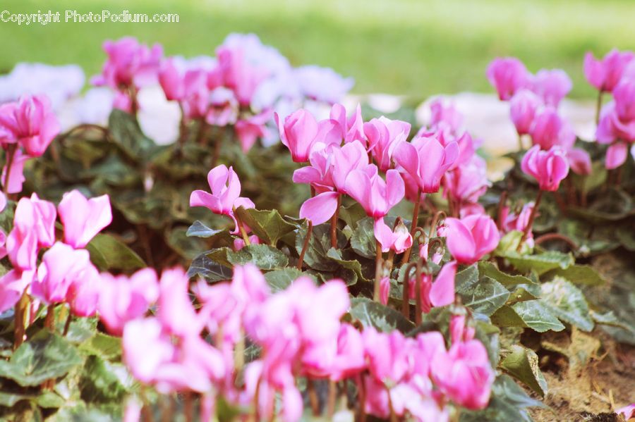 Blossom, Flora, Flower, Geranium, Plant, Crocus, Carnation