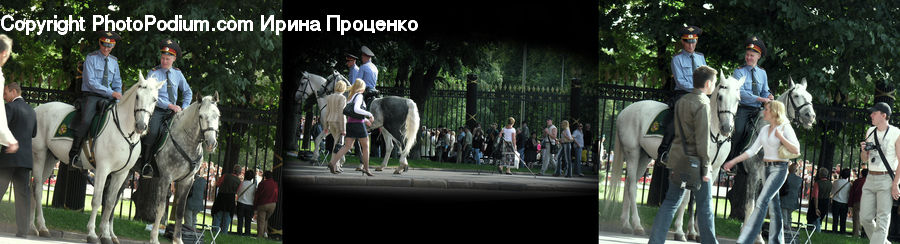 People, Person, Human, Collage, Poster, Animal, Horse