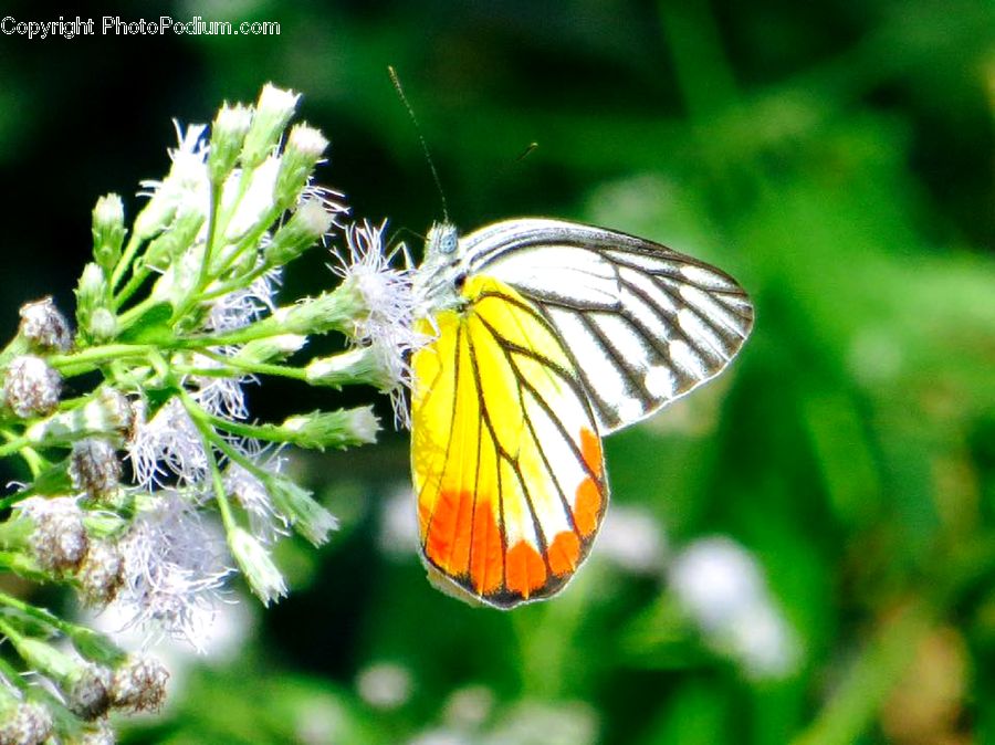 Butterfly, Insect, Invertebrate, Algae, Fern, Plant, Blossom
