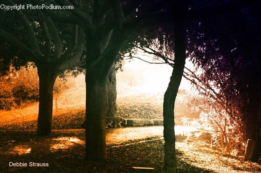 Plant, Tree, Dirt Road, Gravel, Road, Flare, Light