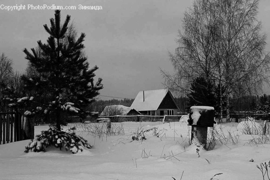People, Person, Human, Ice, Outdoors, Snow, Conifer