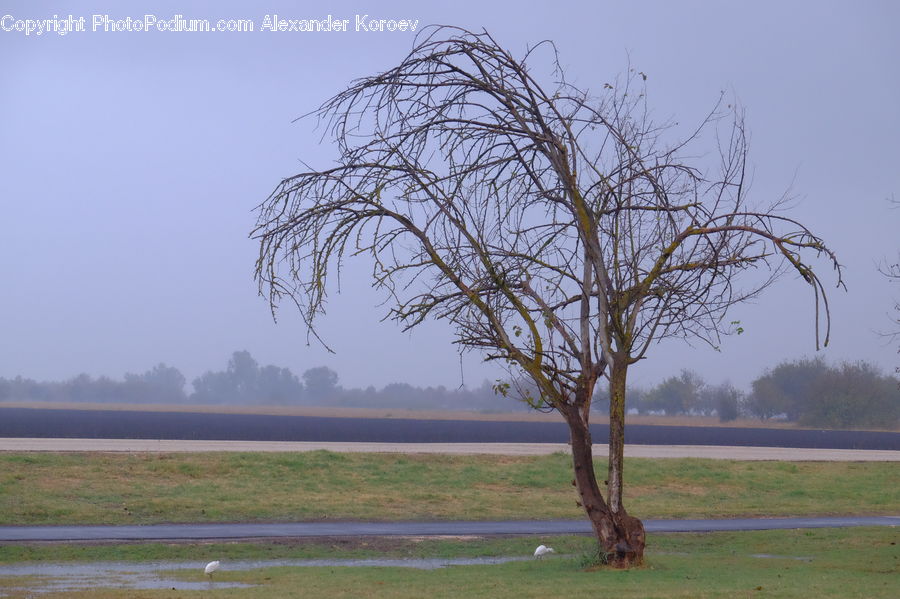 Field, Grass, Grassland, Land, Outdoors, Plant, Tree