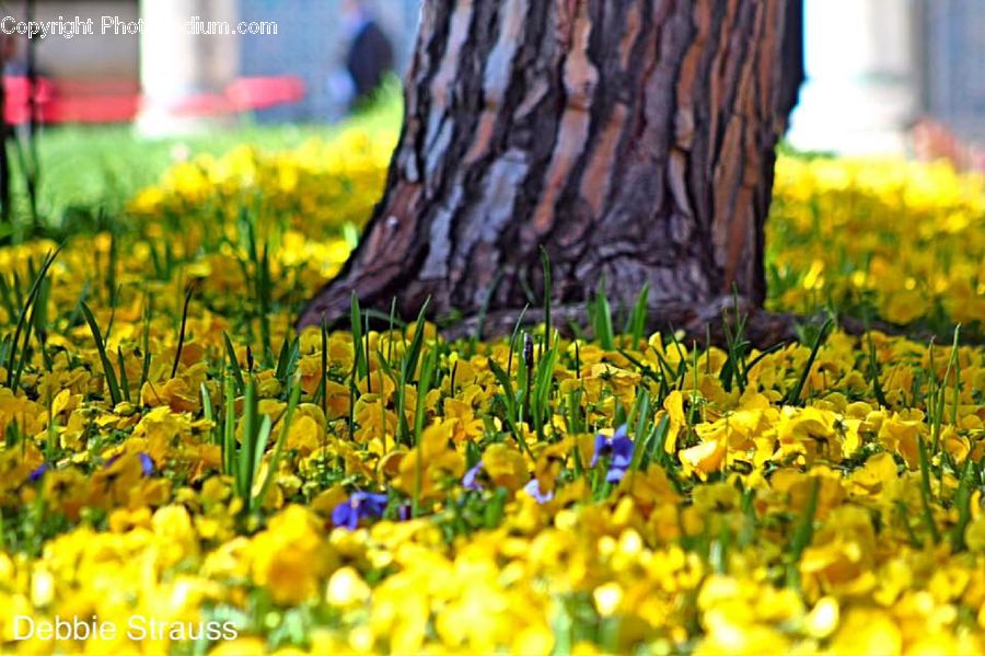 Blossom, Flora, Flower, Plant, Tulip, Daffodil, Crocus