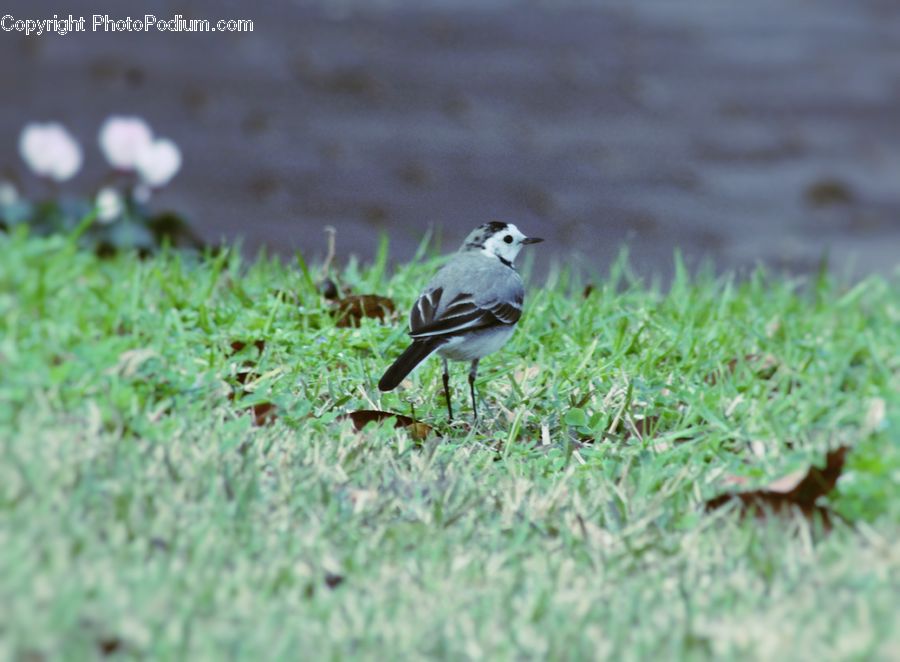 Bird, Quail, Sparrow, Anthus, Moss, Plant, Blossom