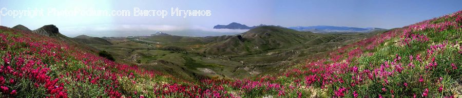 Plant, Vegetation, Field, Grass, Grassland, Meadow, Outdoors