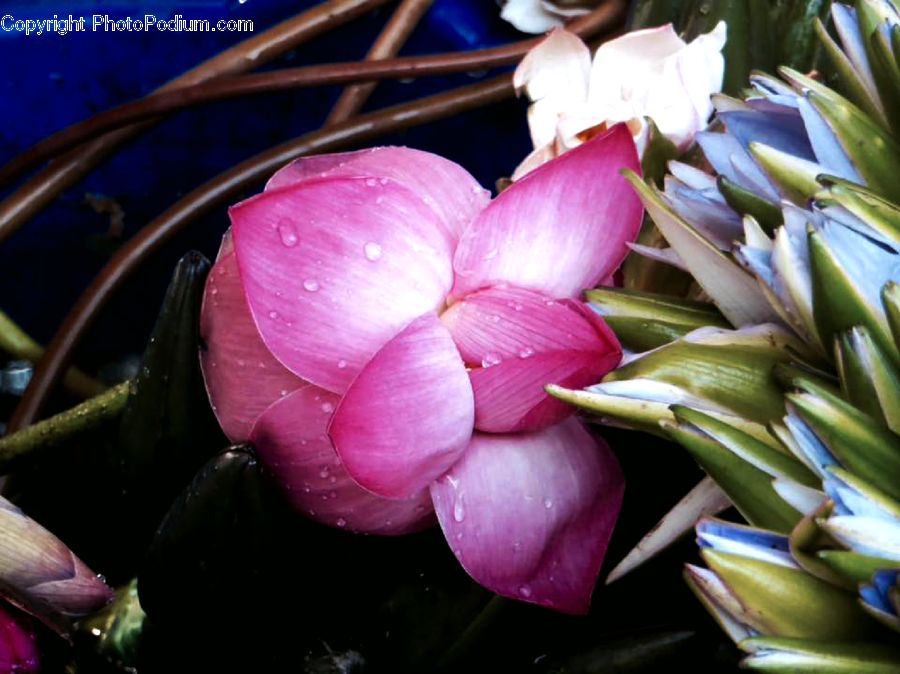 People, Person, Human, Blossom, Flora, Flower, Petal