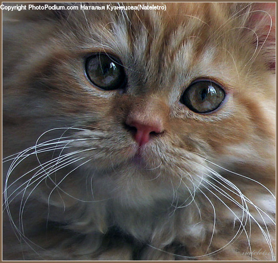 Animal, Cat, Kitten, Mammal, Pet, Manx, Abyssinian