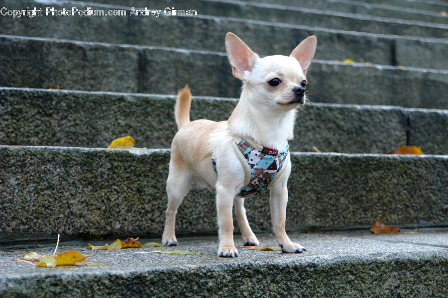 Animal, Canine, Chihuahua, Dog, Mammal, Pet