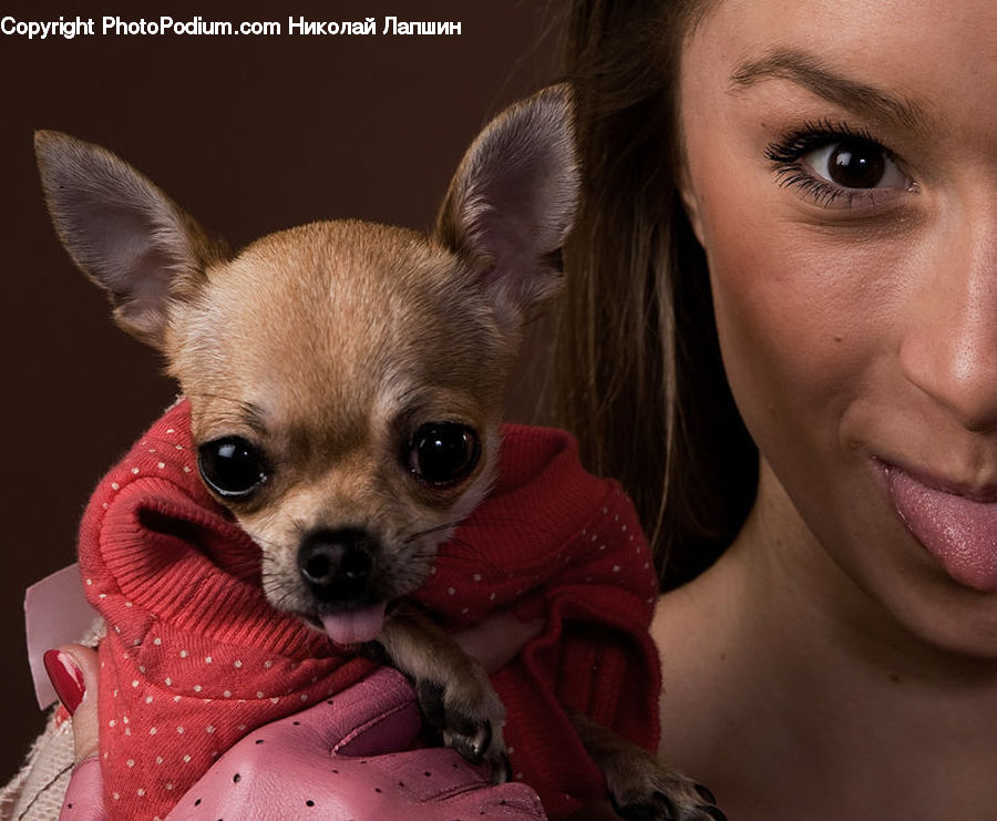 Animal, Canine, Chihuahua, Dog, Mammal, Pet, People