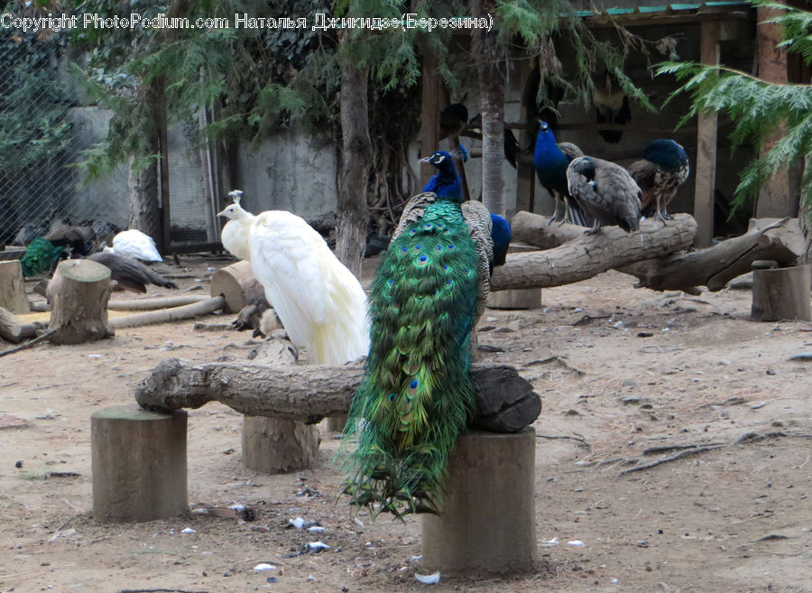 Animal, Zoo, Costume, Sari, Bird, Peacock, Pheasant