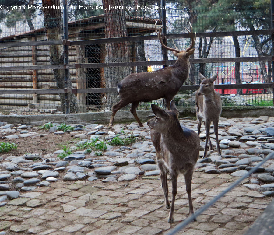 Animal, Deer, Mammal, Wildlife, Alpaca, Llama, Plant