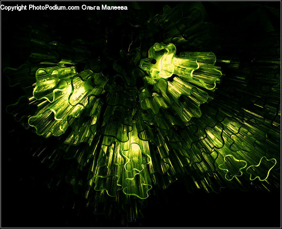 Cabbage, Produce, Vegetable, Fern, Plant, Algae, Vegetation