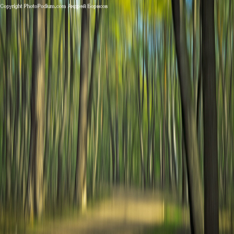 Bamboo, Plant, Wood, Forest, Vegetation, Grove, Land