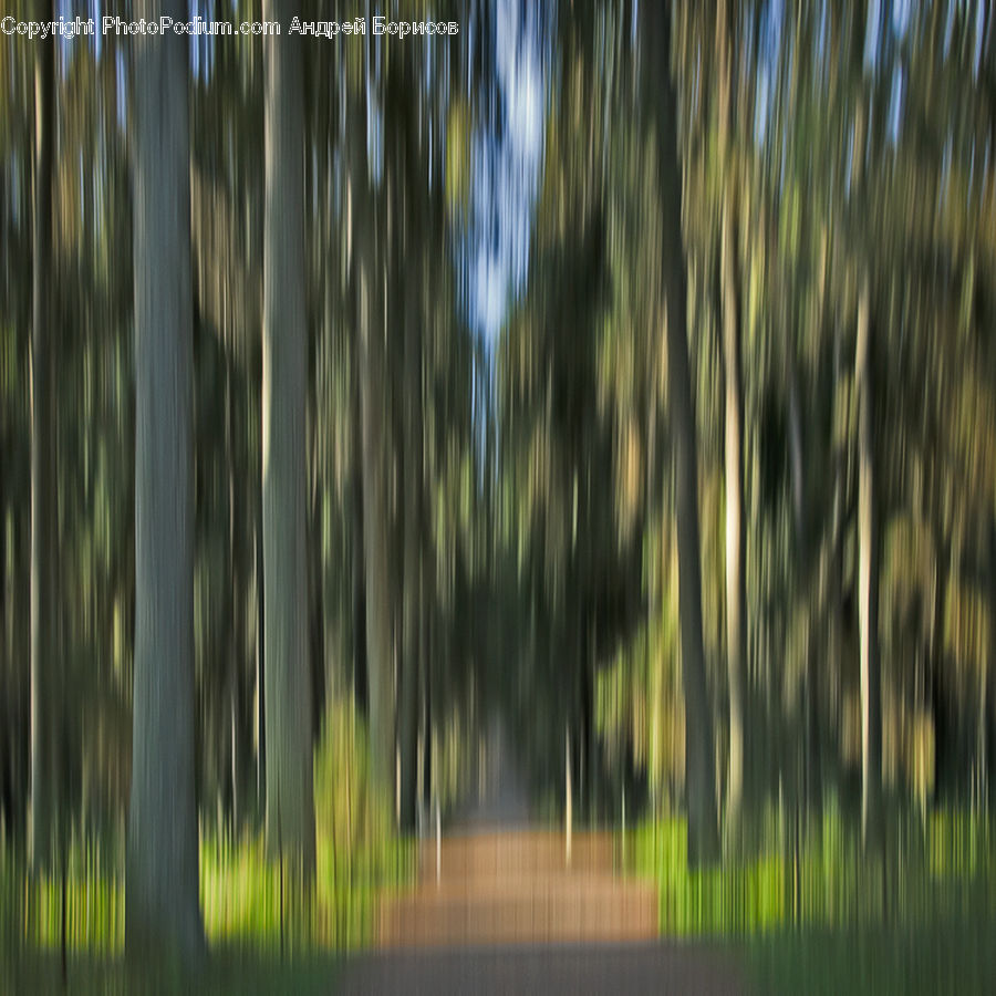 Forest, Vegetation, Conifer, Fir, Plant, Tree, Pine