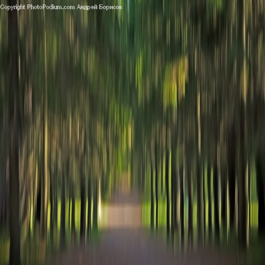 Forest, Vegetation, Aurora, Light, Night, Outdoors, Lagoon