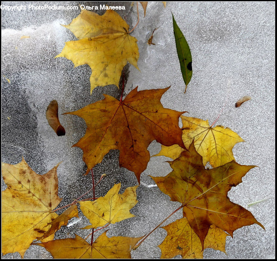 Maple, Maple Leaf, Plant, Leaf, Asphalt, Tarmac, Tree
