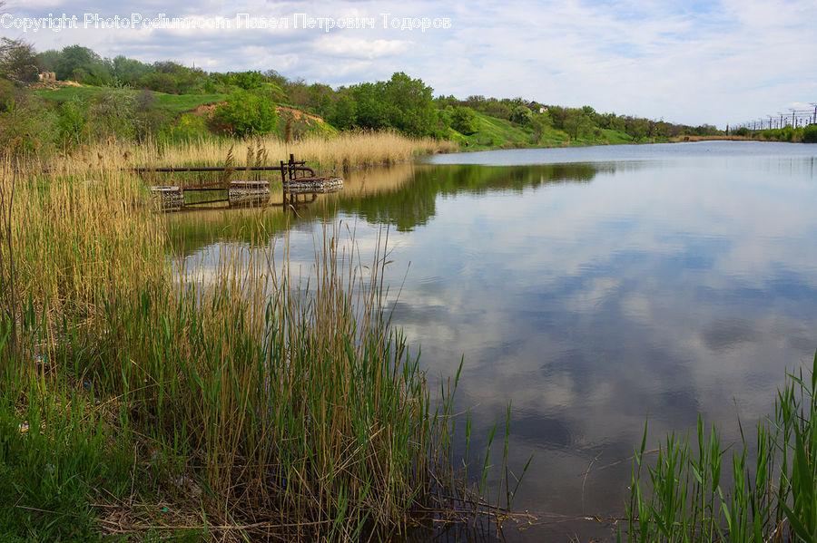 Outdoors, Pond, Water, Grass, Plant, Reed, Land
