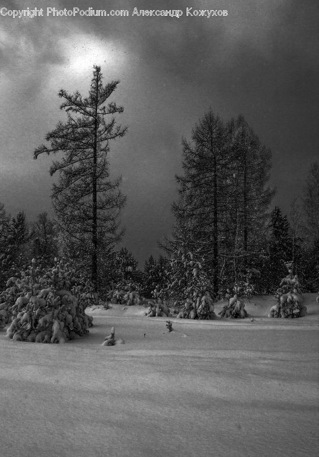 Conifer, Fir, Spruce, Wood, Plant, Tree, Pine