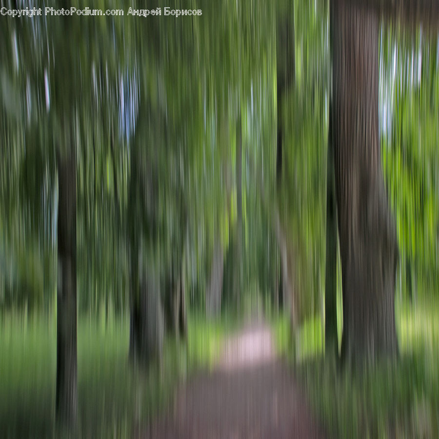 Forest, Vegetation, Grove, Land, Conifer, Fir, Plant