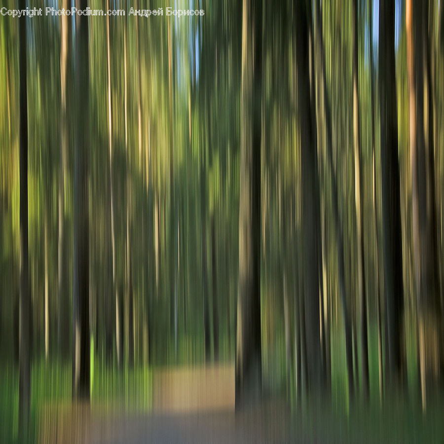 Bamboo, Plant, Wood, Forest, Vegetation, Field, Grass