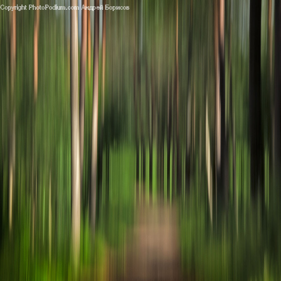 Aurora, Light, Night, Outdoors, Wood, Forest, Vegetation