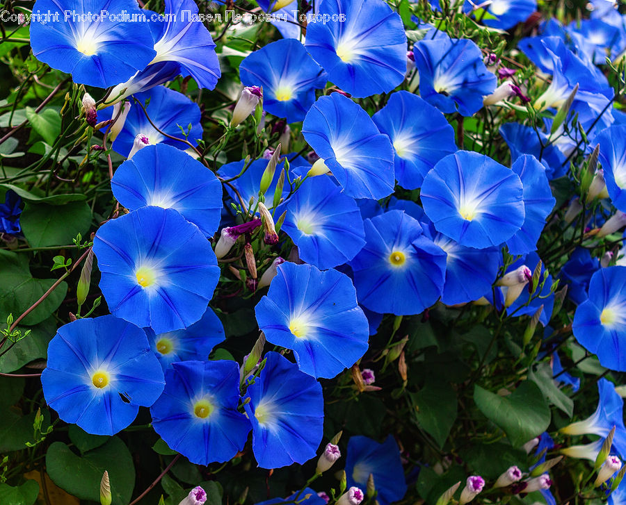 Fiber, Flax, Flora, Flower, Plant, Blossom, Geranium