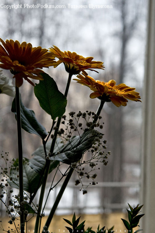 Plant, Potted Plant, Blossom, Flora, Flower, Butterfly, Insect