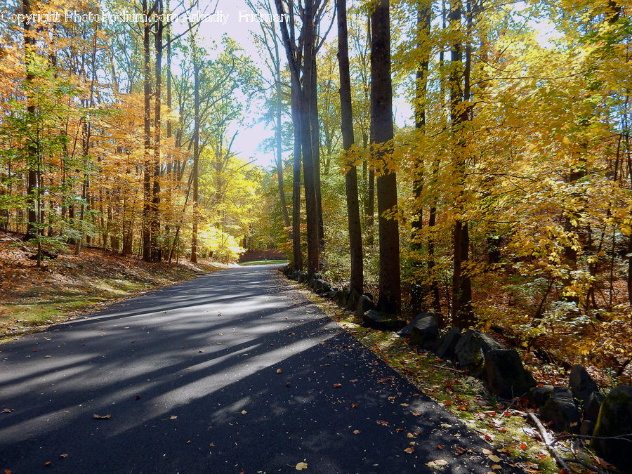 Dirt Road, Gravel, Road, Path, Walkway, Birch, Tree