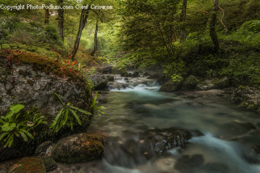 Creek, Outdoors, River, Water, Forest, Jungle, Rainforest