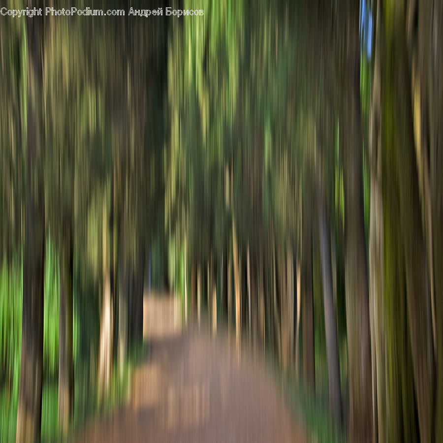 Forest, Vegetation, Corridor, Plant, Tree, Aurora, Light