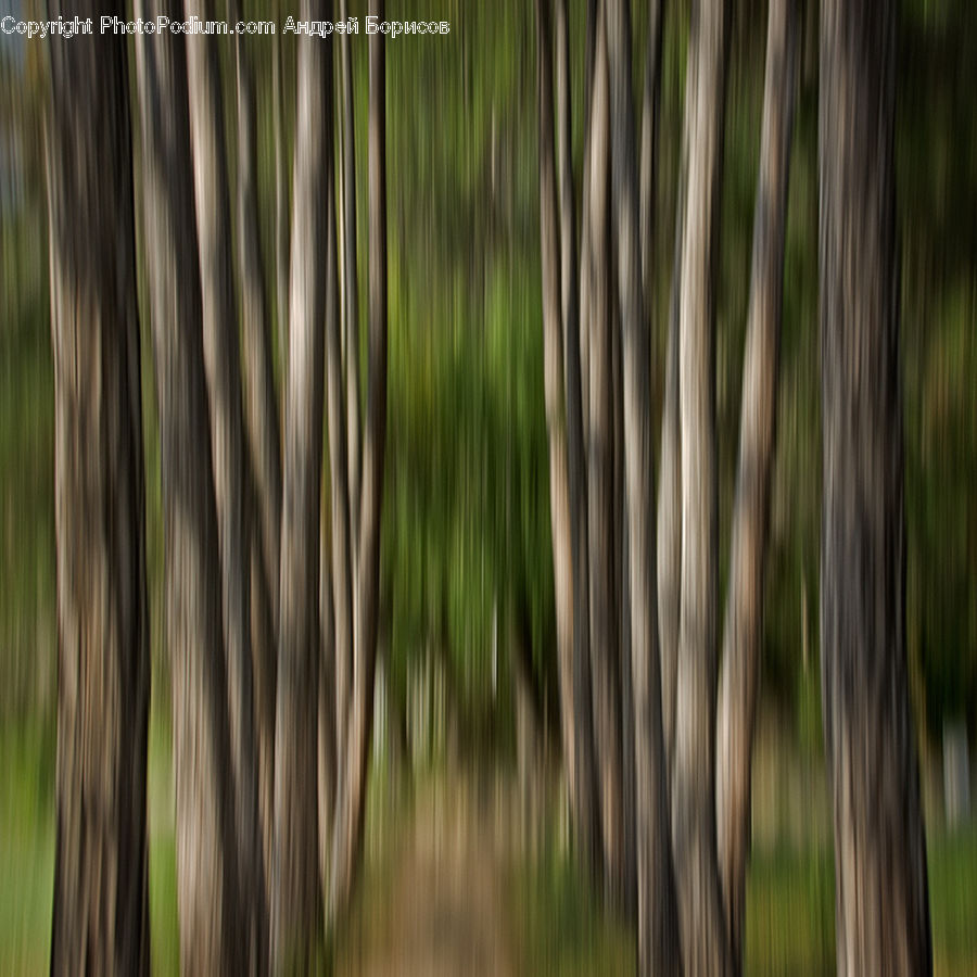 Bamboo, Plant, Wood, Forest, Vegetation, Grove, Land