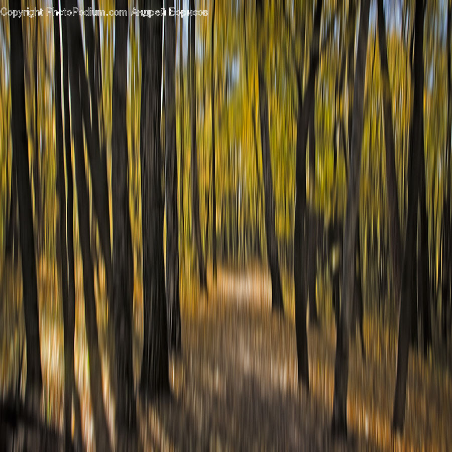 Grass, Plant, Reed, Forest, Vegetation, Grain, Wheat