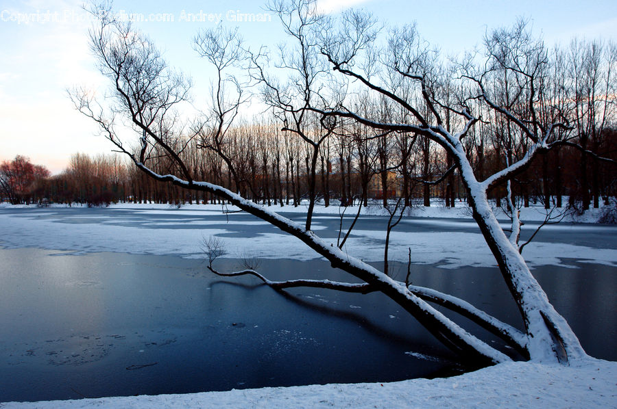 Ice, Outdoors, Snow, Plant, Tree, Oak, Wood