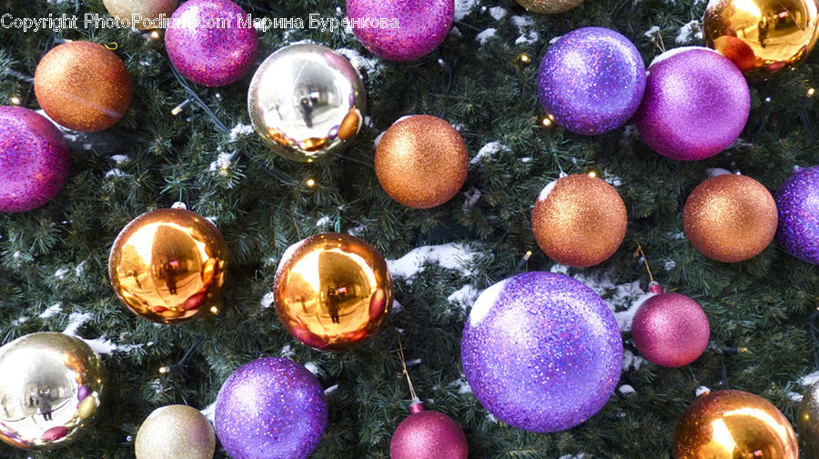 Ornament, Fruit, Kiwi, Conifer, Fir, Plant, Tree