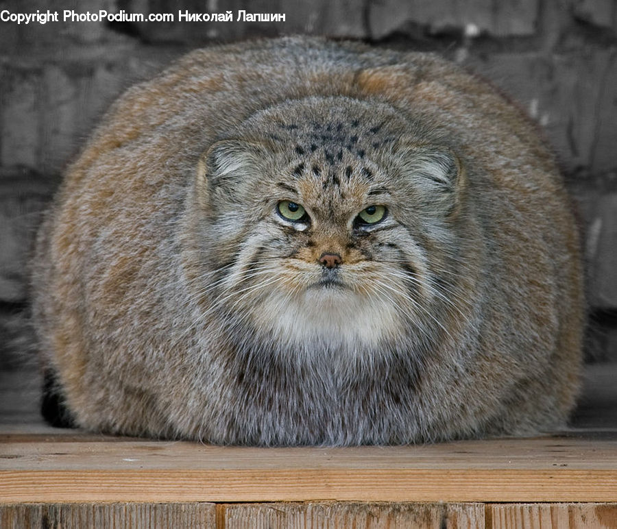 Animal, Leopard, Lynx, Wildlife, Head, Portrait, Cat