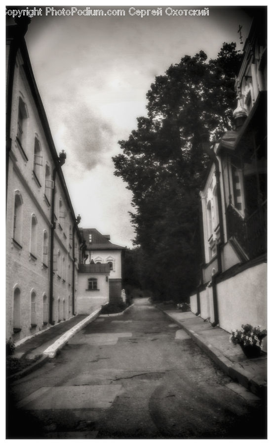 Plant, Potted Plant, Alley, Alleyway, Road, Street, Town