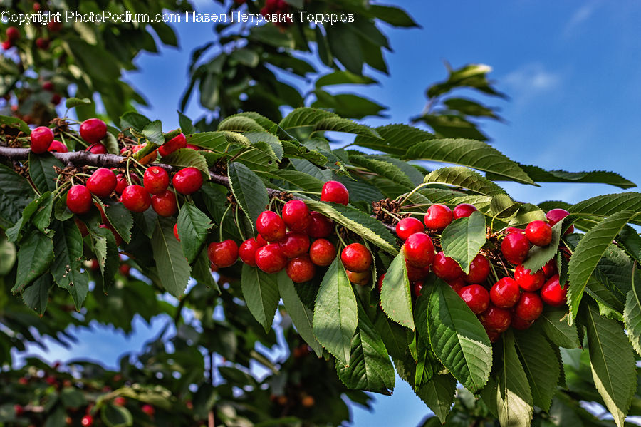 Cherry, Fruit, Plant, Blossom, Flora, Flower, Rose