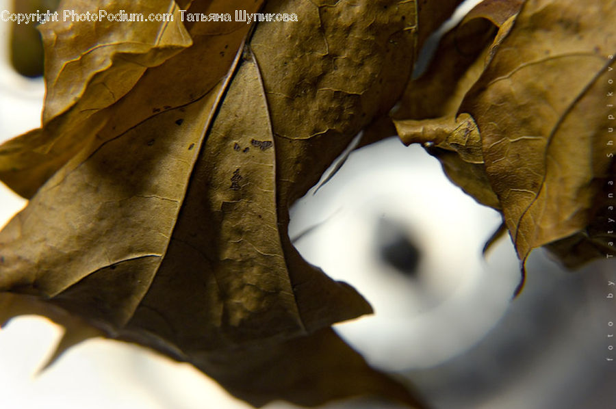 Maple, Maple Leaf, Plant, Leaf, Blossom, Flora, Flower