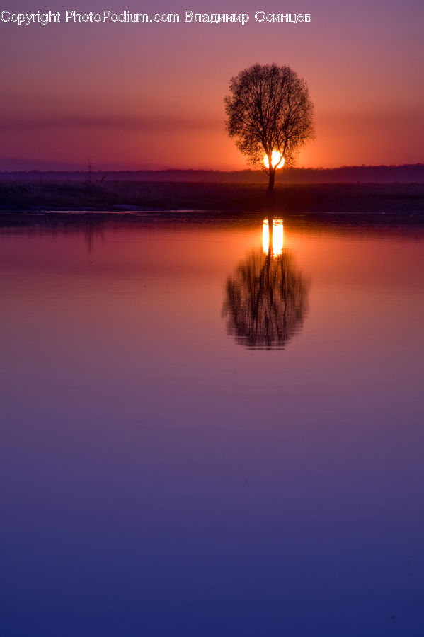 Dawn, Dusk, Sky, Sunrise, Sunset, Bush, Plant