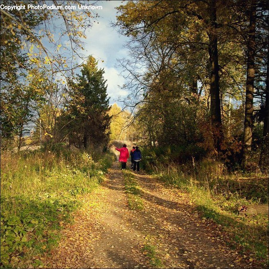 Dirt Road, Gravel, Road, Forest, Grove, Land, Vegetation