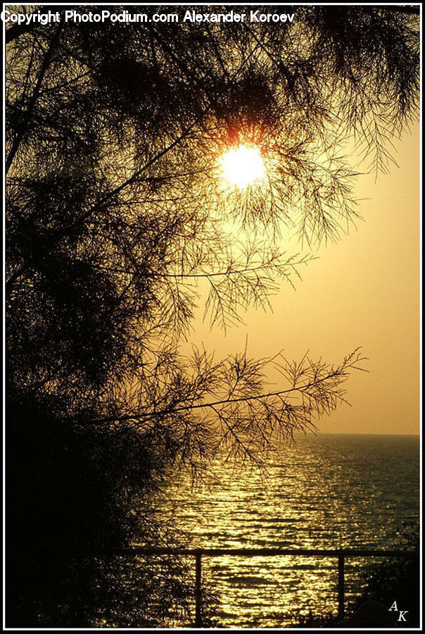 Flare, Light, Sunlight, Landscape, Nature, Scenery, Field