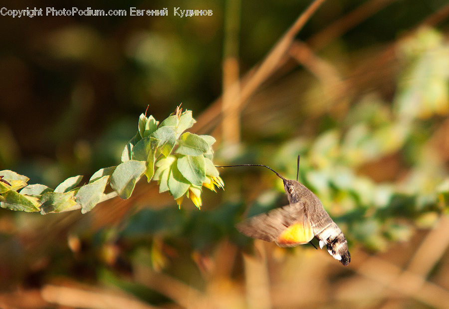 Ivy, Plant, Vine, Bird, Hummingbird, Blossom, Flora