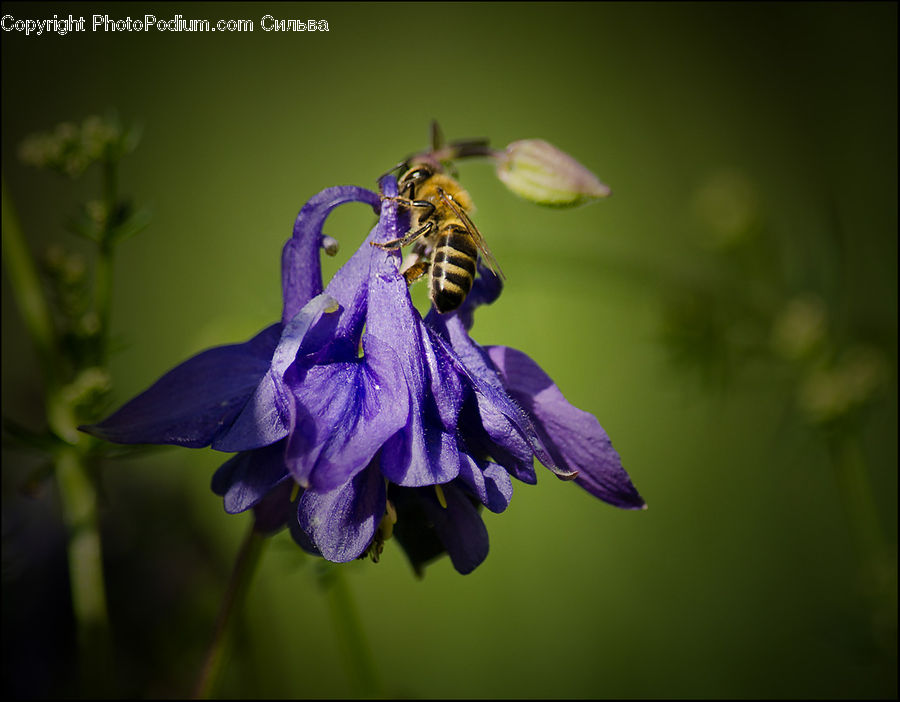 Blossom, Flora, Flower, Geranium, Plant, Bee, Insect