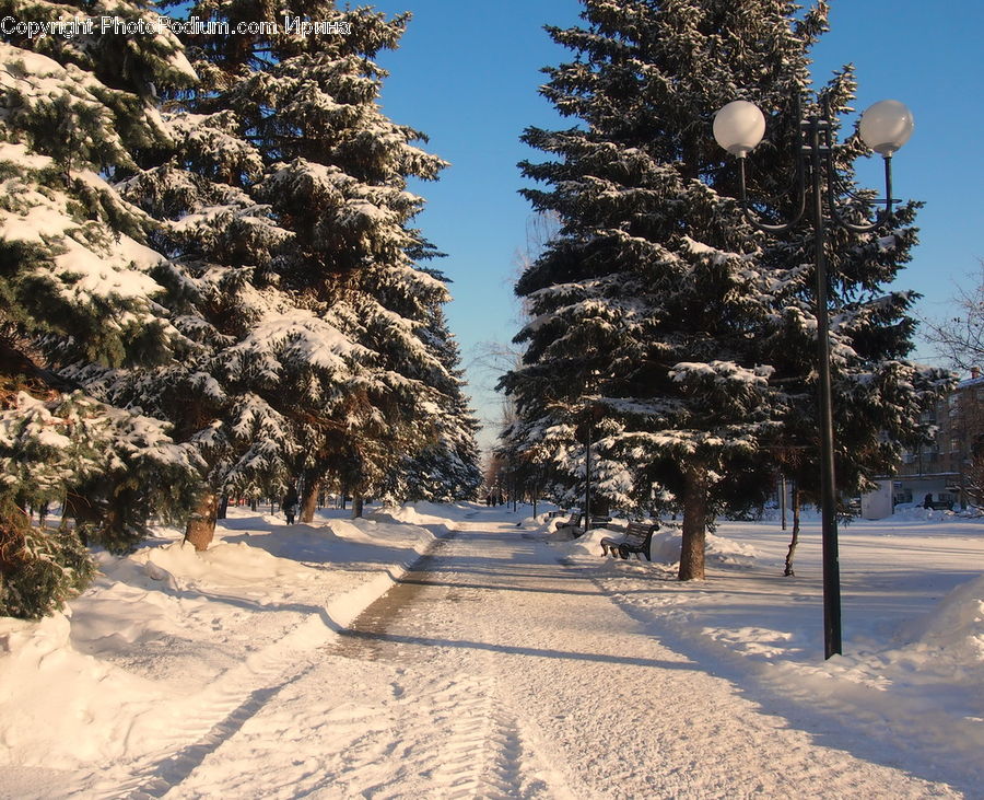 Conifer, Fir, Spruce, Wood, Plant, Tree, Landscape