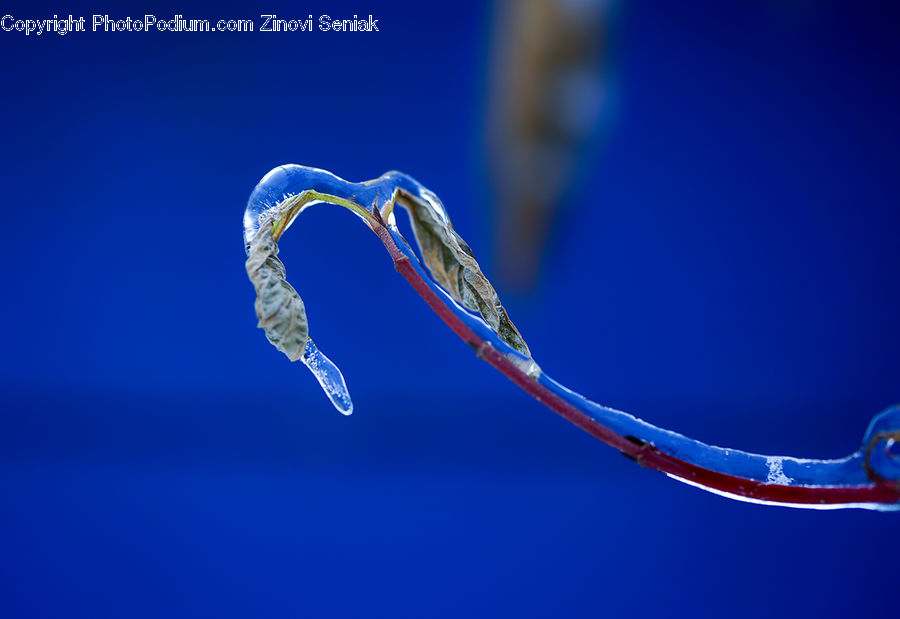 Invertebrate, Jellyfish, Sea Life, Blossom, Flora, Flower, Plant